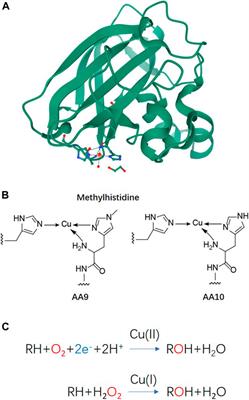 Recent Advances in Screening Methods for the Functional Investigation of Lytic Polysaccharide Monooxygenases